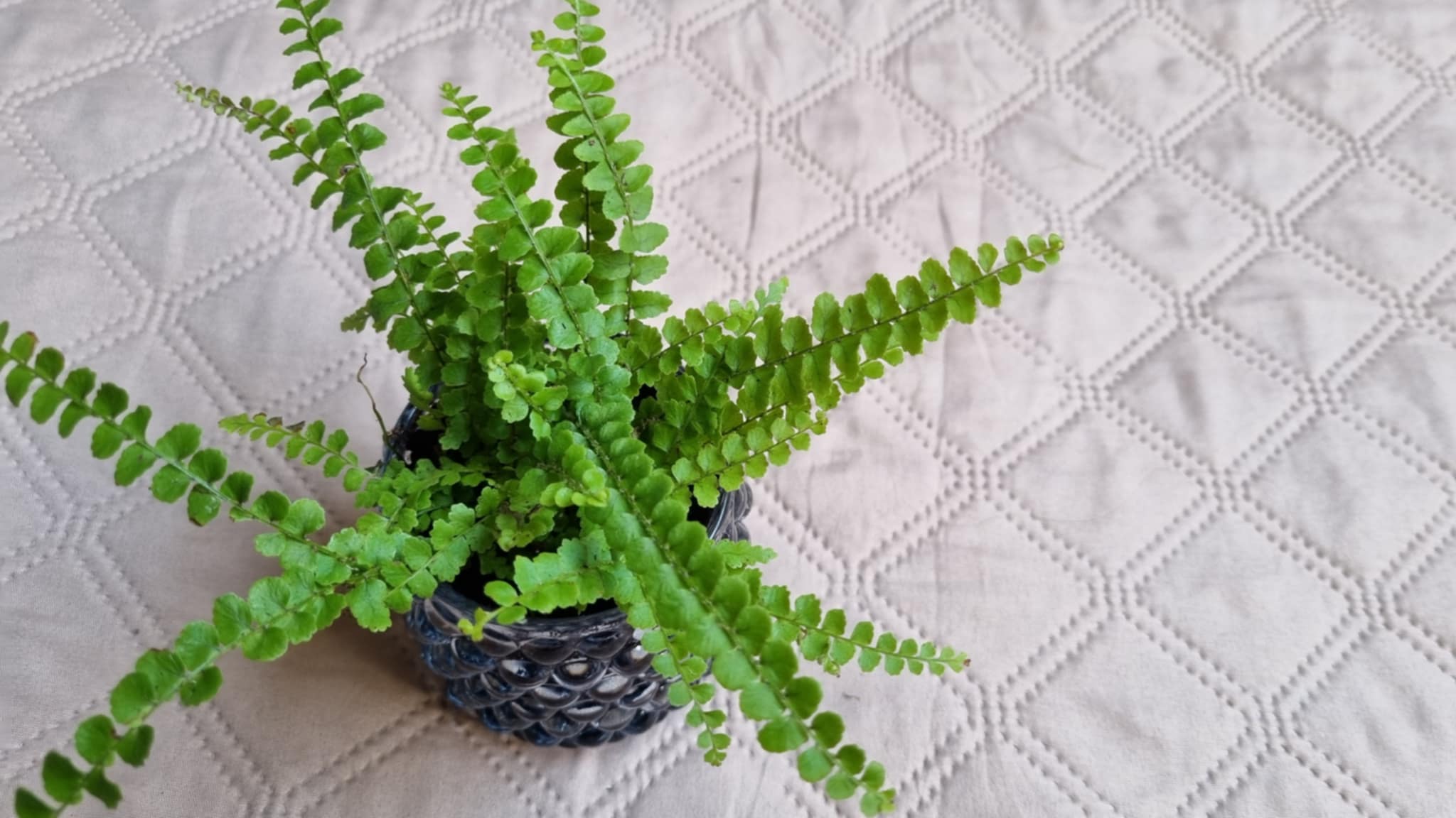 Groene Streepvaren